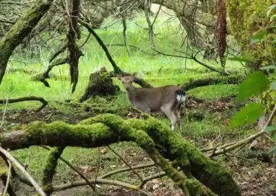 Killarney National Park - Red Deer