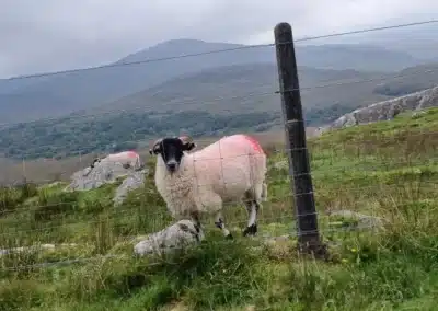 Sheep Overlooking Killarney National Park